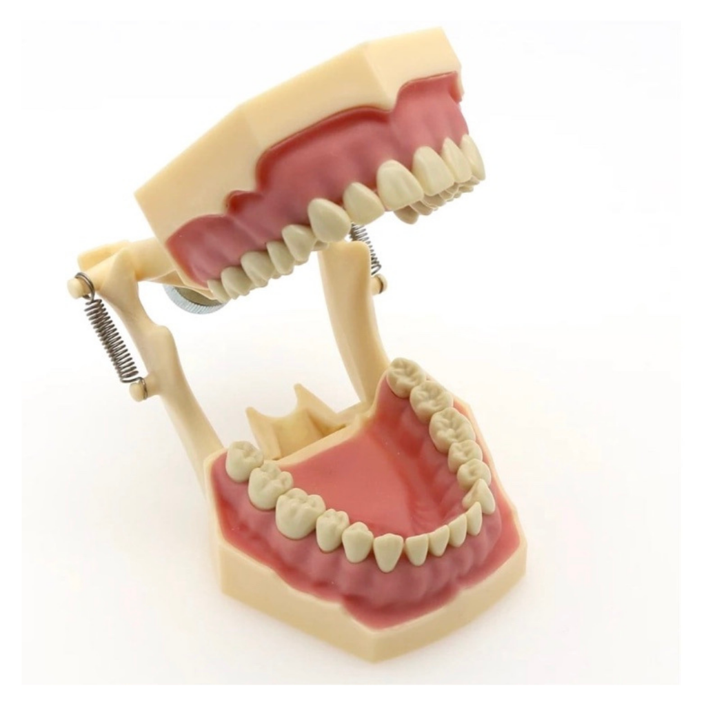 Omega Plus Fantom Etli Çene (32 Diş)