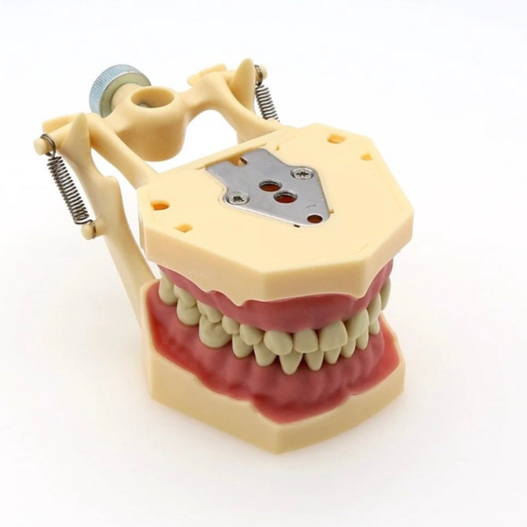 Omega Plus Fantom Etli Çene (32 Diş)