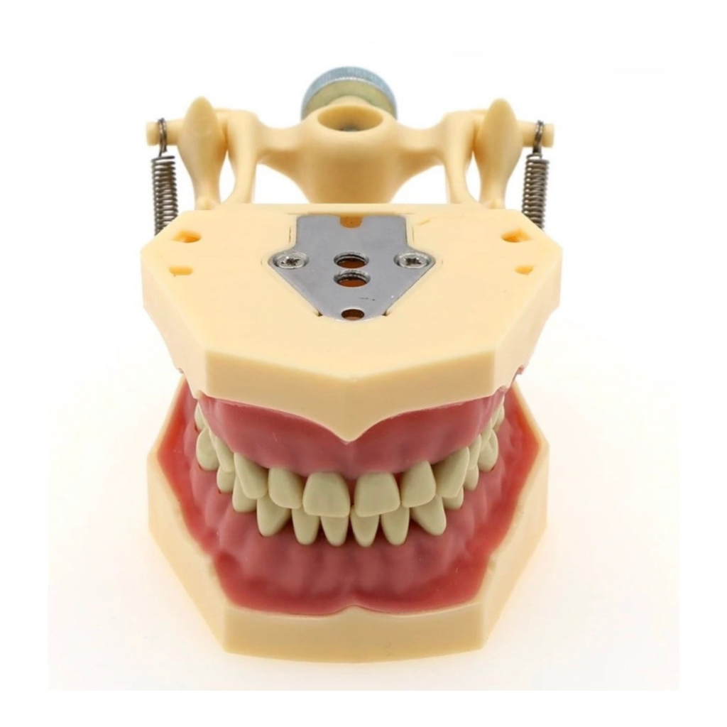 Omega Plus Fantom Etli Çene (32 Diş)