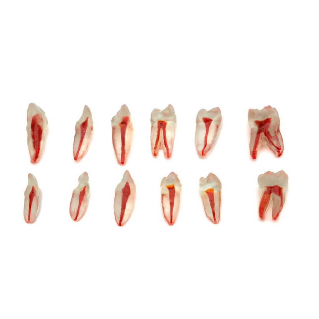 Omega Endodontik Şeffaf Kanallı Köklü Dişler